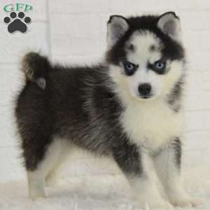 Ace, Pomsky Puppy