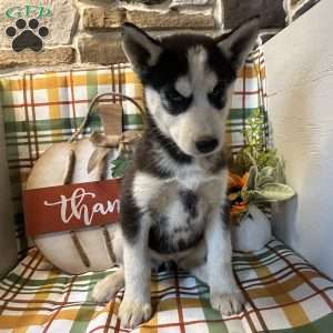 Molly, Siberian Husky Puppy