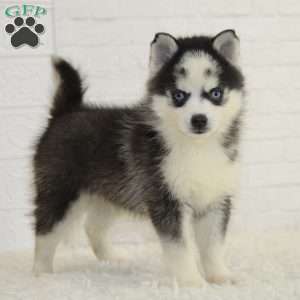 Ace, Pomsky Puppy