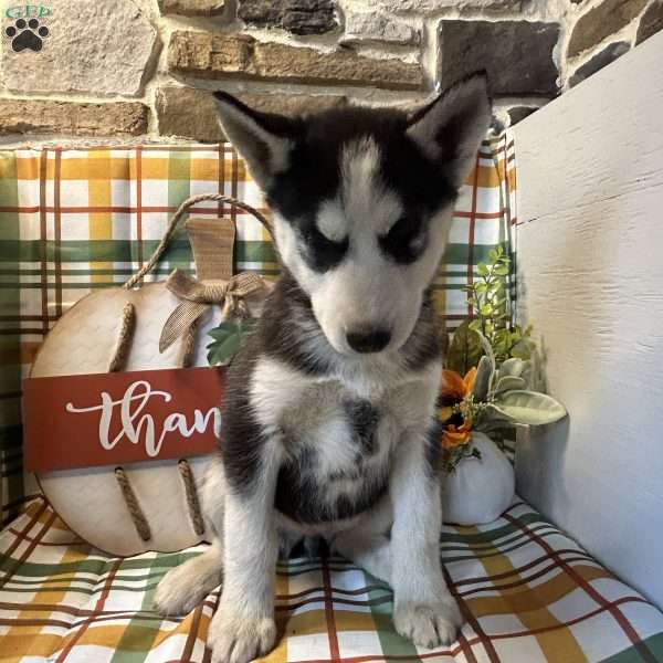 Molly, Siberian Husky Puppy