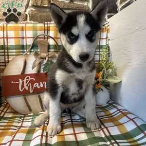 Chase, Siberian Husky Puppy