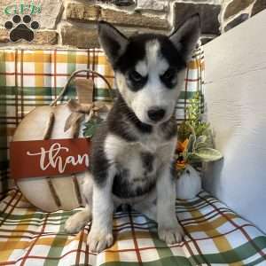 Chase, Siberian Husky Puppy