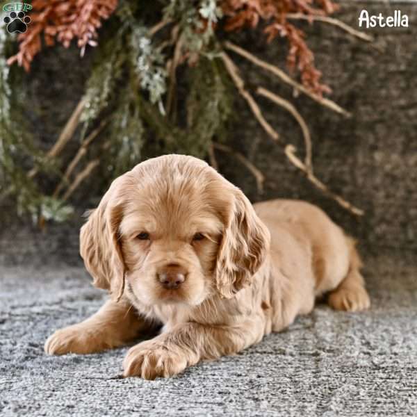 Astella, Cocker Spaniel Puppy