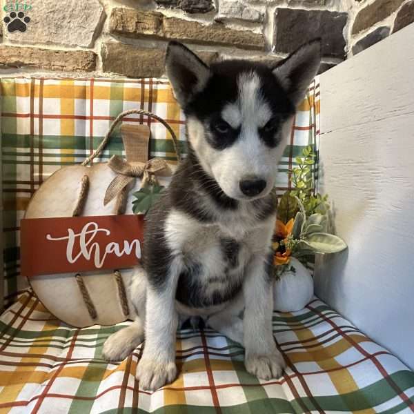 Chase, Siberian Husky Puppy