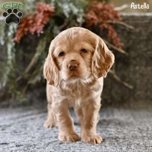 Astella, Cocker Spaniel Puppy