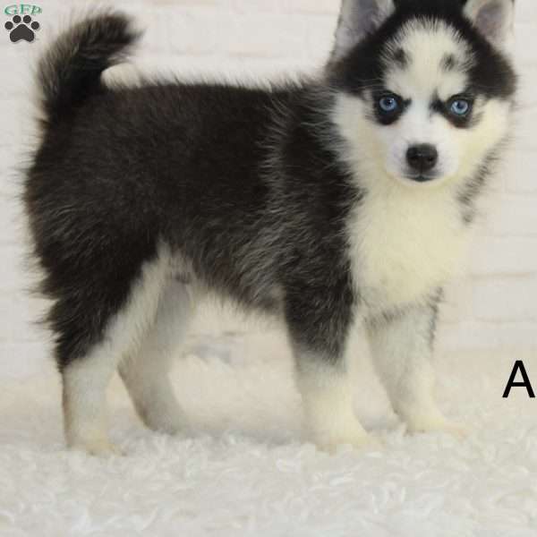 Ace, Pomsky Puppy