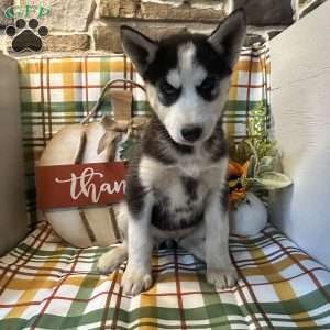 Chase, Siberian Husky Puppy