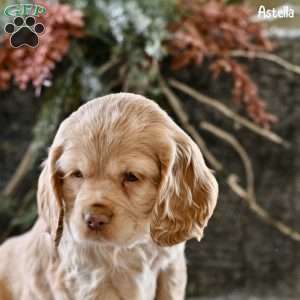 Astella, Cocker Spaniel Puppy