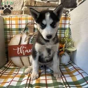 Chase, Siberian Husky Puppy