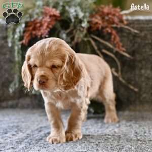 Astella, Cocker Spaniel Puppy