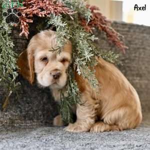 Axel, Cocker Spaniel Puppy