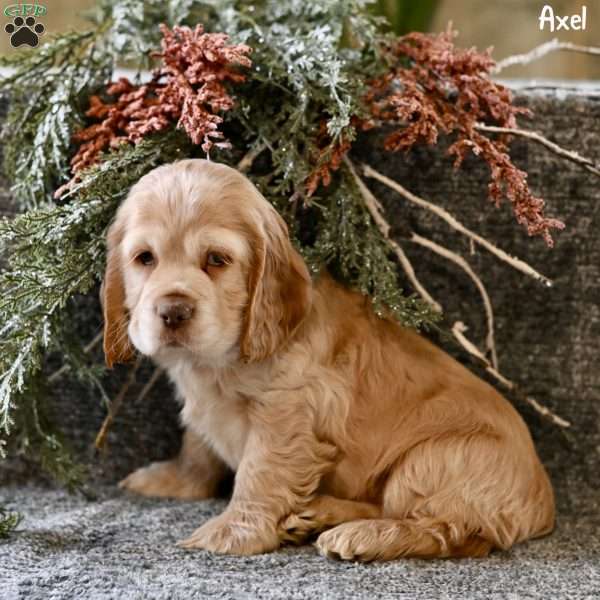 Axel, Cocker Spaniel Puppy