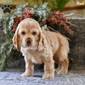 Axel, Cocker Spaniel Puppy