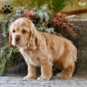 Axel, Cocker Spaniel Puppy