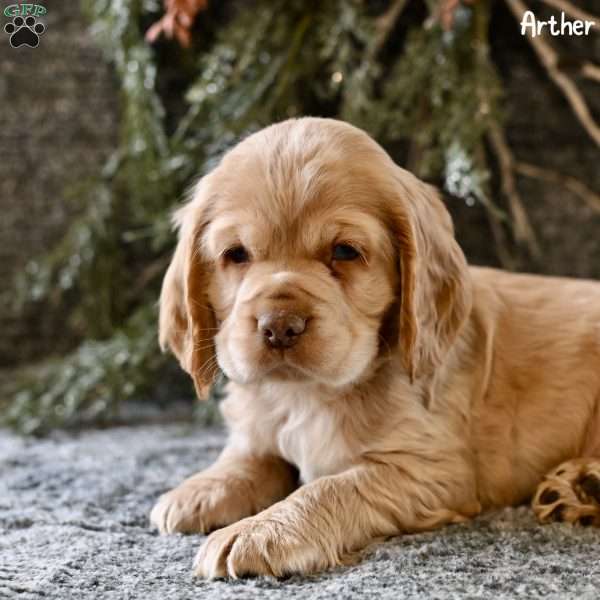 Arther, Cocker Spaniel Puppy