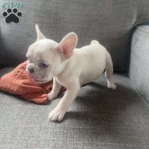 Chase, French Bulldog Puppy