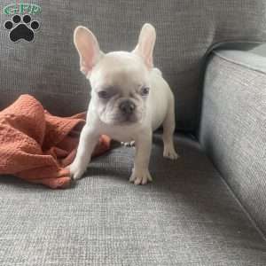 Chase, French Bulldog Puppy