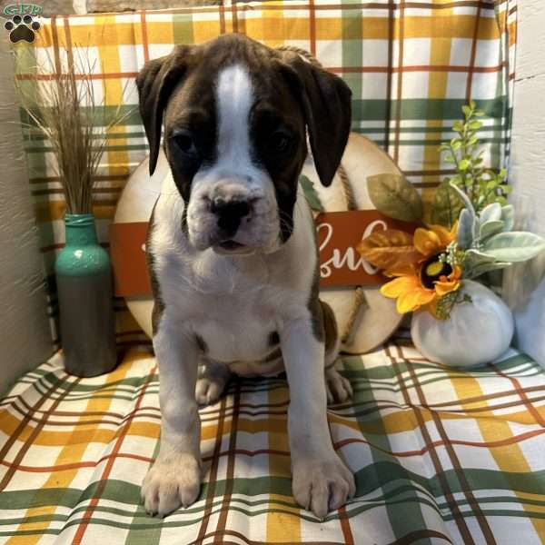 Lucky, Boxer Puppy