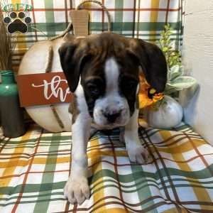 Lucky, Boxer Puppy