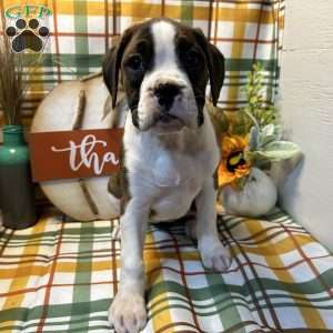 Lucky, Boxer Puppy