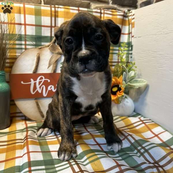 Lilly, Boxer Puppy