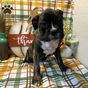 Lilly, Boxer Puppy