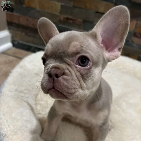 Tequila, French Bulldog Puppy