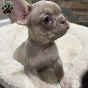 Tequila, French Bulldog Puppy