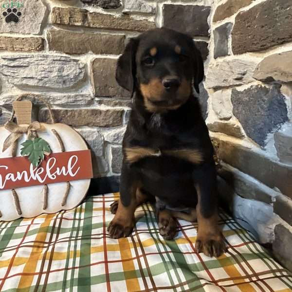 Max, Rottweiler Puppy