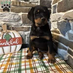 Max, Rottweiler Puppy