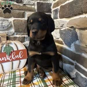 Max, Rottweiler Puppy