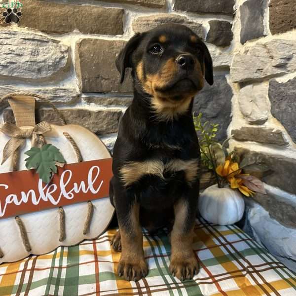 king, Rottweiler Puppy