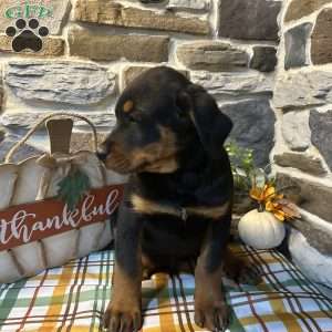 Rocky, Rottweiler Puppy