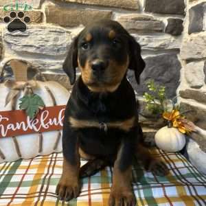 Rocky, Rottweiler Puppy