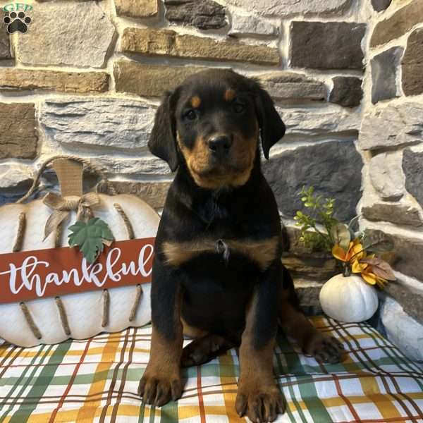 Rocky, Rottweiler Puppy