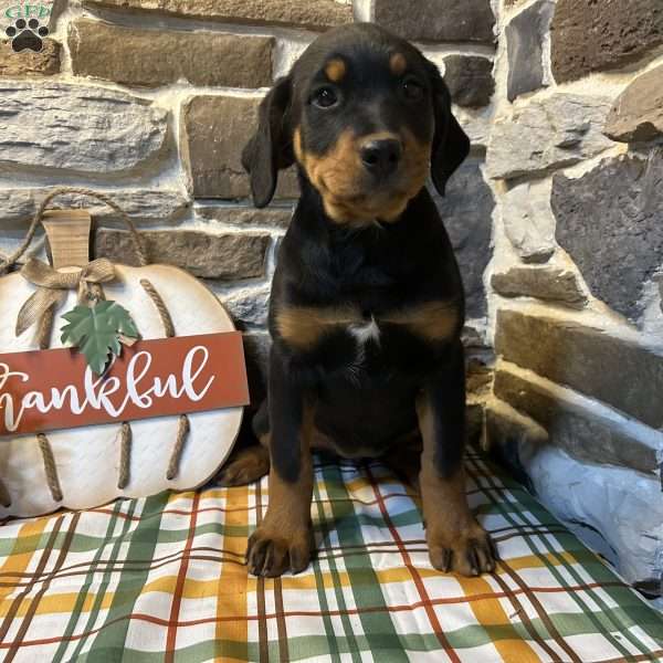 Lucky, Rottweiler Puppy