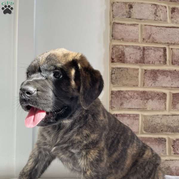 Krieghoff, English Mastiff Puppy