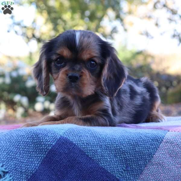 Kip, Cavalier King Charles Spaniel Puppy