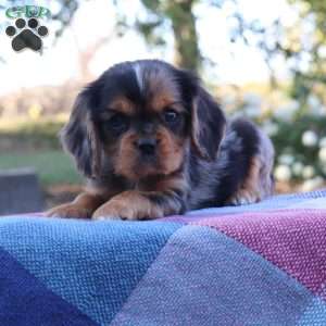 Kip, Cavalier King Charles Spaniel Puppy