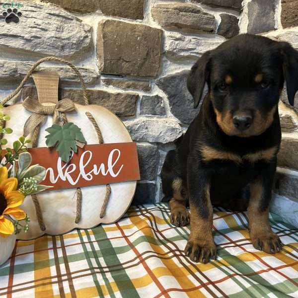 Rose, Rottweiler Puppy