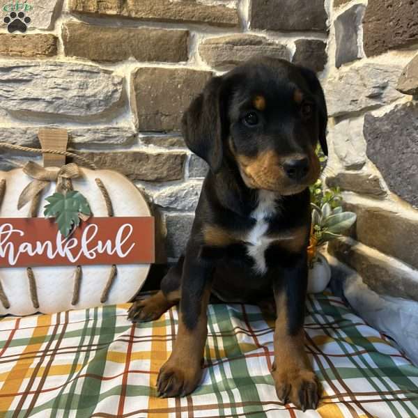 Liberty, Rottweiler Puppy