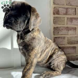 Kimber, English Mastiff Puppy