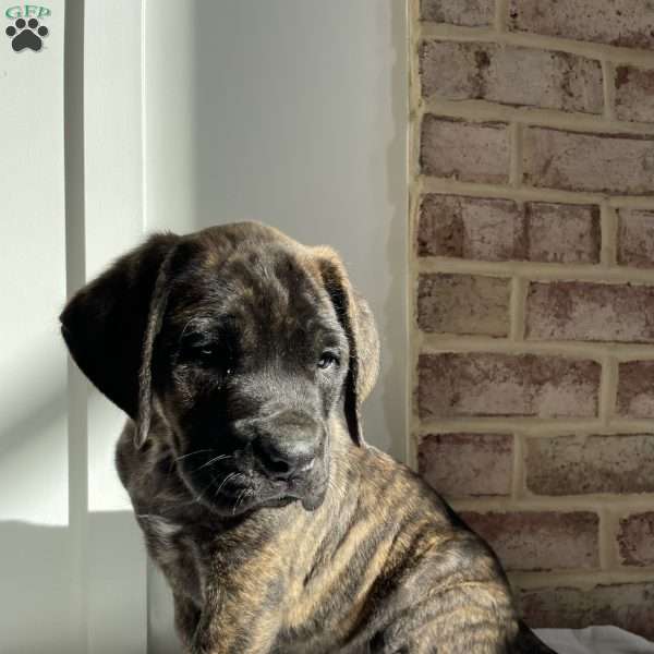 Kimber, English Mastiff Puppy