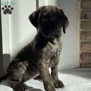 Kimber, English Mastiff Puppy