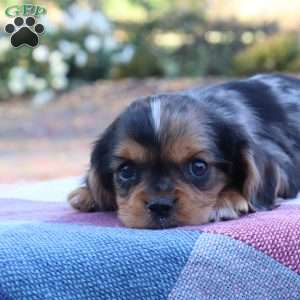 Kip, Cavalier King Charles Spaniel Puppy