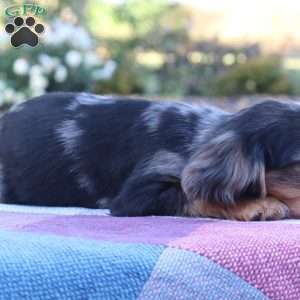 Kip, Cavalier King Charles Spaniel Puppy