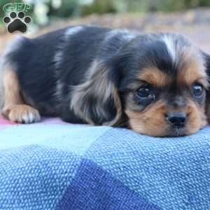 Kip, Cavalier King Charles Spaniel Puppy