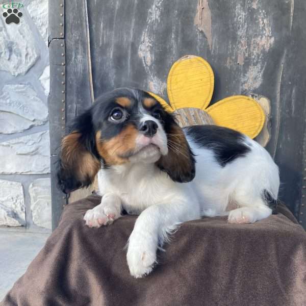 Bentley, Cavalier King Charles Spaniel Puppy