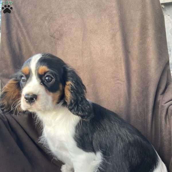 Baxter, Cavalier King Charles Spaniel Puppy