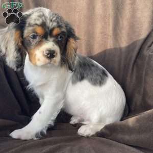 Bear, Cavalier King Charles Spaniel Puppy